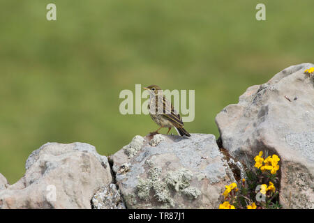 Wiesenpieper, Anthus pratensis, einzelne Jugendliche hocken auf trockenmauern Wand. Holy Island, Northumberland, Großbritannien. Stockfoto