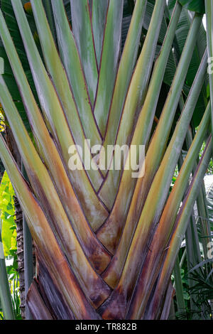 Baum des Reisenden (Ravenala madagascariensis), Ansicht schließen Stockfoto