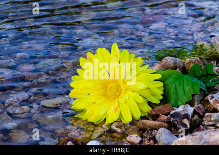 Eine gelbe Blume die Verlegung an der felsigen Küste von Spring Creek, in Teresita, Oklahoma 2019 entfernt Stockfoto