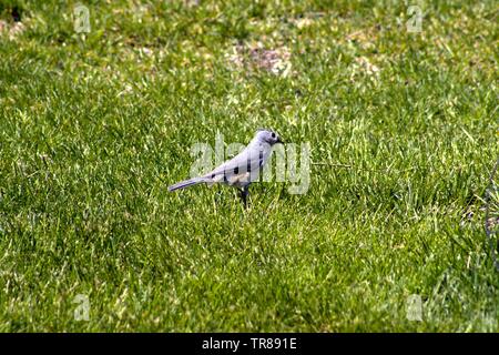 Eine getuftete Meise im Gras Stockfoto