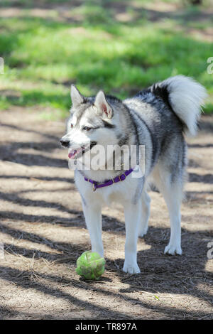 Alaskan Klee Kai spielen mit einem Tennisball zu einem Hund Park Stockfoto