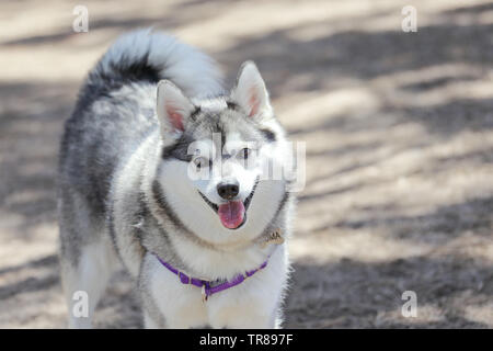 Lächelnd Alaskan Klee Kai zu einem Hund Park Stockfoto