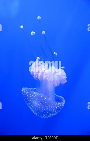 Weiß getupftem Quallen schwimmen herum wie eine schwebende Bell Auch bekannt ist. Stockfoto