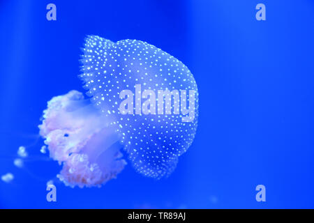 Weiß getupftem Quallen schwimmen herum wie eine schwebende Bell Auch bekannt ist. Stockfoto