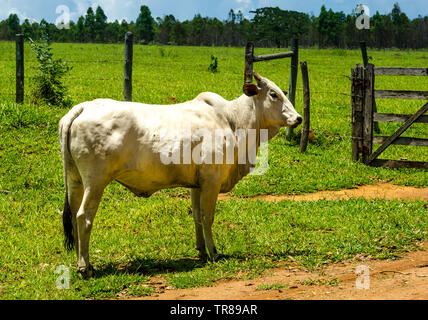 Landschaft von Minas Gerais. Single stier Nerole auf einem Bauernhof in Brasilien Stockfoto