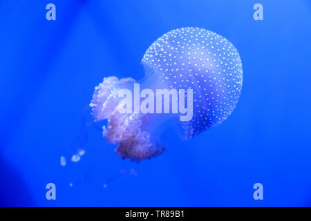 Weiß getupftem Quallen schwimmen herum wie eine schwebende Bell Auch bekannt ist. Stockfoto