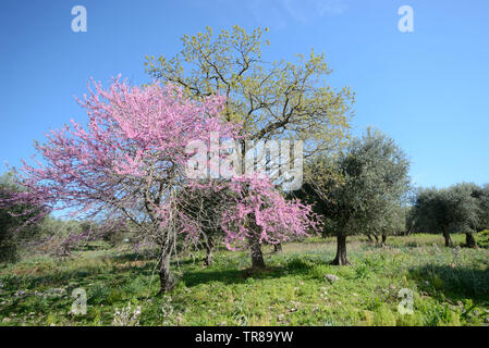 Malerischer Blick auf einem grünen Hügel mit Judas Baum blüht, Eichen und Olivenbäumen an einem sonnigen Frühlingstag Stockfoto