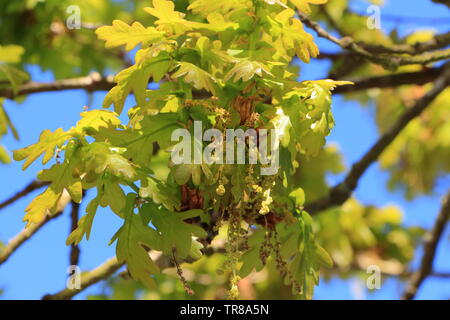 Blüten und Blätter einer Eiche in einem Wald im Frühling Stockfoto