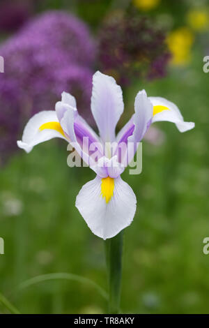 Iris hollandica 'Carmen' Blüte im Frühjahr. Stockfoto