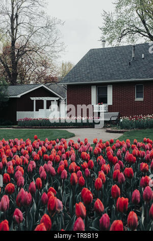 Bett mit vielfarbigen Tulpen mit einem Ziegelstein weg auf eine Bank vor einem Gebäude mit einer weißen Zaun und Pergola. Blühende Tulpen. Stockfoto