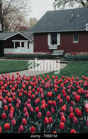 Bett mit vielfarbigen Tulpen mit einem Ziegelstein weg auf eine Bank vor einem Gebäude mit einer weißen Zaun und Pergola. Blühende Tulpen. Stockfoto