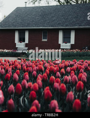 Eine einzelne gelbe Tulpe steht höher in einem Bett von rot, rosa, orange Tulpen mit einem Gebäude im Hintergrund. Tulip Garden in Iowa in den Frühling. Stockfoto
