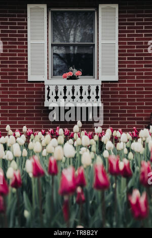 Eine schwarz-weiße Katze blickt durch ein Fenster mit Fensterläden und ein Blumenkasten mit bunten Tulpen an einem Tulip Festival in Iowa umgeben dekoriert. Stockfoto
