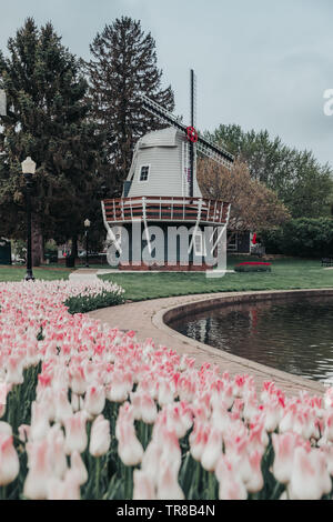 Rosa Tulpen um einen Teich mit einer holländischen Windmühle und andere Betten von Tulpen und Bäume in den versunkenen Gärten Park in Pella, Iowa im Frühling. Stockfoto