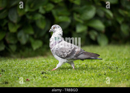 Wilde Taube, Columba livia, auf Gras, Wales, Großbritannien Stockfoto