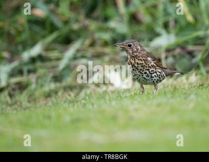 Song Thrush Turdus philomelos, auf Gras, Wales, Großbritannien Stockfoto