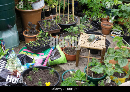 Kleine Stadt Garten im Frühjahr. Stockfoto