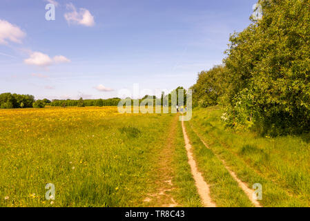 Menschen zu Fuß im Cherry Orchard Jubiläum Country Park, Rochford Country Park, Southend, Essex, Großbritannien. Wildlife Park in Roach Tal. Wiese, Feld Stockfoto