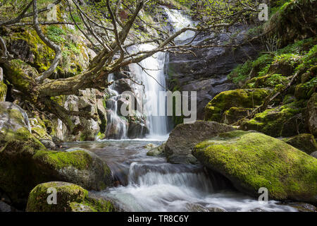 Low Angle View of Mountain Creek und sonnendurchfluteten, curvy Baum von Golden moss vor einem malerischen Wald Wasserfall zur Kaskadierung von den felsigen Klippen Stockfoto