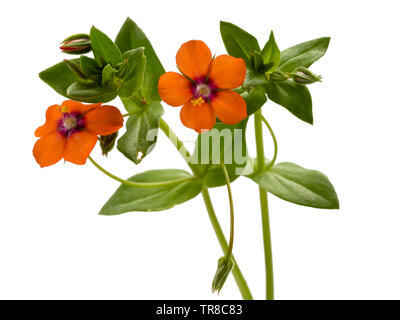 Laub und rot-orange Blumen der jährlichen Garten Unkraut, Scarlet Pimpernel, Anagallis arvensis Stockfoto