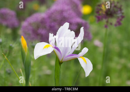 Iris hollandica 'Carmen' Blüte im Frühjahr. Stockfoto