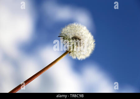 Löwenzahn Samen Kopf gegen den blauen Himmel mit weißen Wolken. Schöne Löwenzahn, bereit zu fliegen Stockfoto