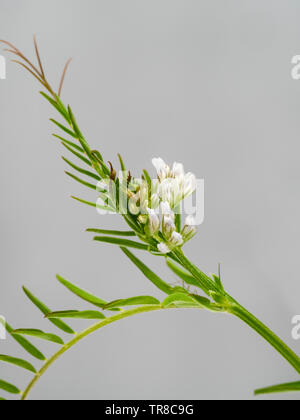 Jährliche, Ranke gespitzt, Stämme und kleine lila gestreiften weißen Blüten der jährlichen Gründüngung Erntegut, Vicia hirsuta, behaarte Tara Stockfoto