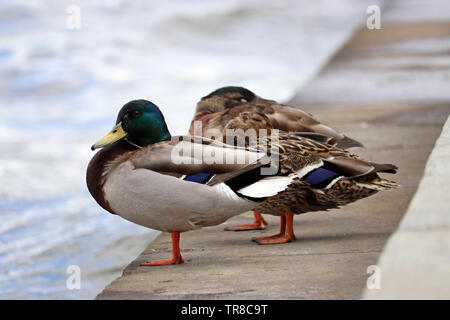 Paar stockente Rest in der Nähe des Wasser. Männliche und weibliche wilde Enten am Flussufer in einer Stadt Stockfoto