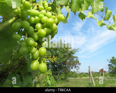 Grüner Weinberg, Trauben aus weißen Trauben im Sommer wachsen. Ländliche Landschaft mit unreifen Weintrauben auf blauen Himmel und weißen Wolken Hintergrund, Weinherstellung Stockfoto