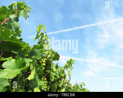 Grüner Weinberg, Trauben aus weißen Trauben im Sommer wachsen. Ländliche Landschaft mit unreifen Weintrauben auf blauen Himmel und weißen Wolken Hintergrund, Weinherstellung Stockfoto