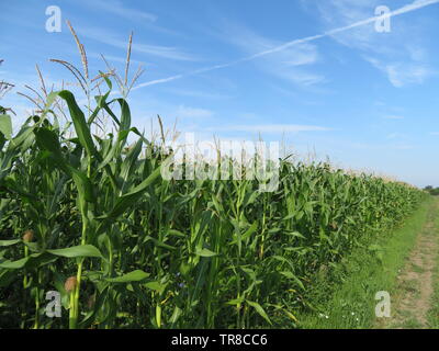 Grüner Mais Feld auf dem Hintergrund der blauen Himmel und weißen Wolken. Junge Maisstängel mit Maiskolben, grünen Pflanzen, landwirtschaftliche Industrie im Sommer Stockfoto