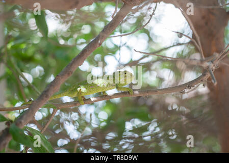 Grüne Chamäleon in einem Baum Stockfoto