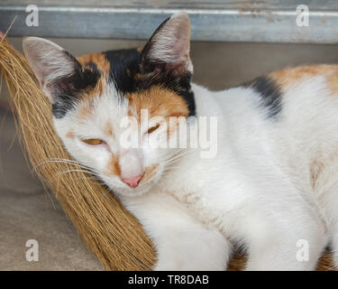 Weiße Katze schläft auf dem Besen Stockfoto
