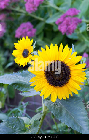In der Nähe von zwei gelben Sonnenblumen blühen, auf verschwommenen Hintergrund. Stockfoto