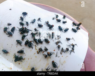Wie man fliegt / Viele fliegen auf weißem Papier Kleber eingeschlossen Stockfoto