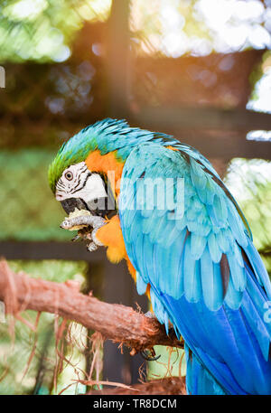 Ara ararauna Ara Papagei Vogel im Käfig Stockfoto