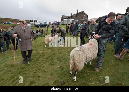 Kirkby Stephen, UK. 30 Mai, 2019. Die 66. jährliche Tan Hill Open Swaledale Schaf Show im Tan Hill Inn, in der Nähe von Kirkby Stephen, Cumbria, Großbritannien. Die jährliche Veranstaltung ist ein Schaufenster für swaledale Schafe. Die Show findet neben der Tan Hill Inn, dem höchsten Pub in Großbritannien statt. Das Inn ist isoliert auf offenen Moor auf der Yorkshire - Durham Grenze liegt. Schafhürden werden auf dem Moor neben dem Inn. Quelle: John Bentley/Alamy leben Nachrichten Stockfoto