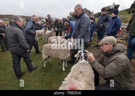 Kirkby Stephen, UK. 30 Mai, 2019. Die 66. jährliche Tan Hill Open Swaledale Schaf Show im Tan Hill Inn, in der Nähe von Kirkby Stephen, Cumbria, Großbritannien. Die jährliche Veranstaltung ist ein Schaufenster für swaledale Schafe. Die Show findet neben der Tan Hill Inn, dem höchsten Pub in Großbritannien statt. Das Inn ist isoliert auf offenen Moor auf der Yorkshire - Durham Grenze liegt. Schafhürden werden auf dem Moor neben dem Inn. Quelle: John Bentley/Alamy leben Nachrichten Stockfoto