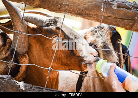 Fütterung Ziege mit Milchflasche in der Farm Stockfoto