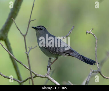 Catbird thront auf einem Zweig eines Baumes. Stockfoto