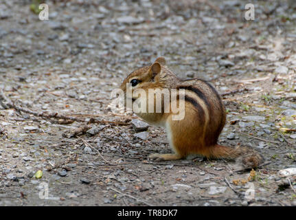 Chipmunk thront auf dem Boden nach Nahrung suchen. Stockfoto