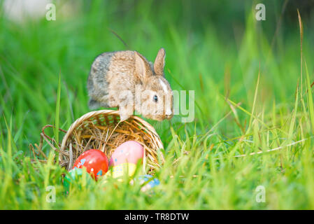 Osterhasen jagen Osterei auf grünem Gras Natur Hintergrund/Bunte eier auf Wiese und kleinen Hasen springen auf den Korb nest Natur sonnig-selec Stockfoto