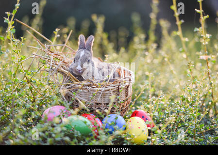 Osterhasen jagen Osterei auf grünem Gras Natur Hintergrund/Bunte eier auf Wiese und kleine Hase im Korb nest Natur sonnige zurück Stockfoto