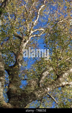 Auf der Suche nach einer großen silbernen Birke vor blauem Himmel. Muir von Dinnet NNR, Cairngorms, Schottland, Großbritannien. Stockfoto