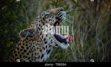 Leopardin im Krüger National Park - Südafrika Stockfoto