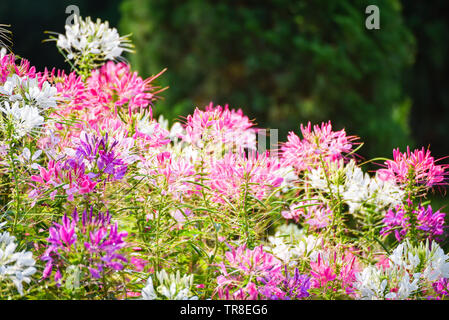 Flowes Feld der rosafarbenen und weißen spider Blume/Cleome hassleriana Stockfoto