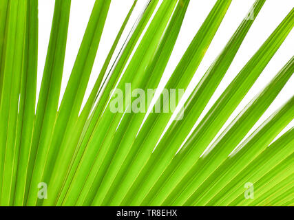 Frisches Grün Palm Blätter Hintergrund tropische Pflanze Stockfoto