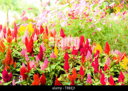 Bunte Garten Frühling Blumen Multi Color mit Celosia argentea oder gefiederten Cockscomb blossom Natur Hintergrund Stockfoto