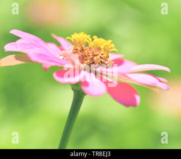 Nahaufnahme von Blume rosa Zinnia blühende Natur Hintergrund Stockfoto