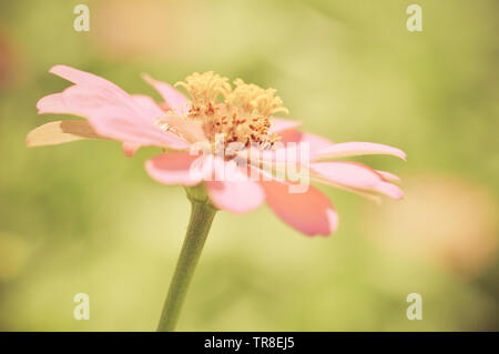 Nahaufnahme von Blume rosa Zinnia blühende Natur Hintergrund vintage flower Farbe Stockfoto